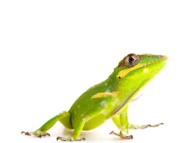 Anoles for sale online