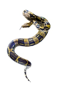Boa for sale online