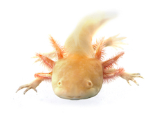 chameleon care sheet