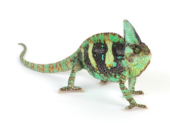 Chameleons for sale online
