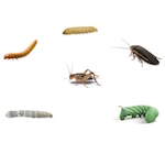 Sahel chameleon food