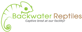 Captive bred chameleon