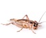 Buy live crickets