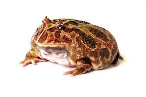 frogs for sale