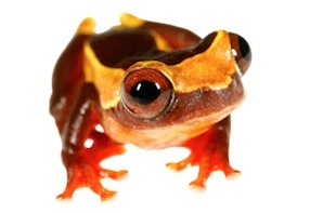 Tree frogs for sale