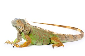 Iguanas for sale online