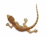 Feeder lizards for sale