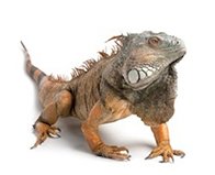 Buy a lizard
