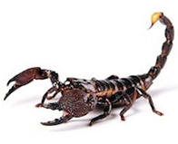 Buy a scorpion invert