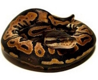 Buy a snake