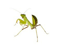 Buy insects for sale