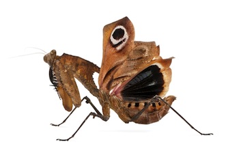 Invertebrates for sale