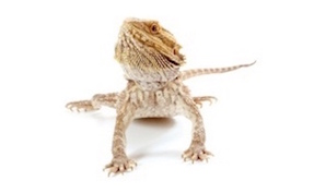 Bearded dragons for sale