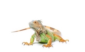 Iguanas for sale