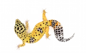 Leopard geckos for sale