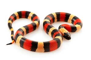 Milk snake for sale online