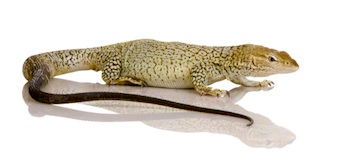 Monitor lizard for sale online