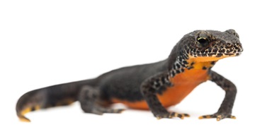 Reptile online orders