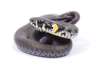 Snake for sale
