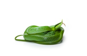 Rat snake for sale