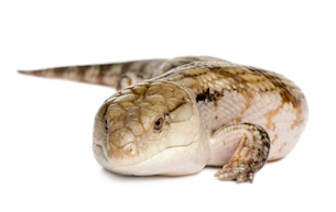 Skinks for sale online