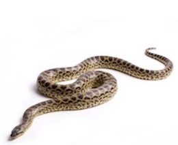other snakes for sale