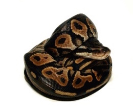 Ball pythons for sale