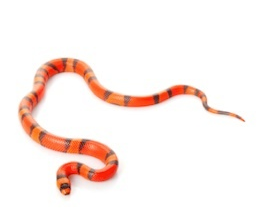 Milk snakes for sale