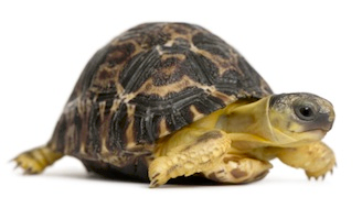 Tortoises for sale online