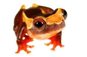 Treefrogs for sale