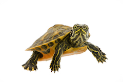 What do aquatic turtles eat?
