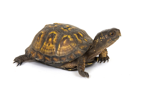 What do turtles eat