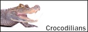 alligators-for-sale