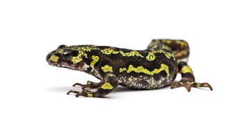 Newts for sale online