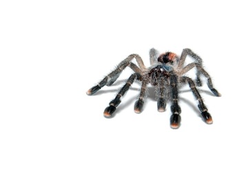 Tarantulas for sale online